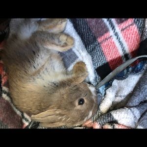 Meet your Posher, Delilah